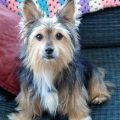 Blue Yorkie Corgi Mix