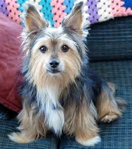 Blue Yorkie Corgi Mix