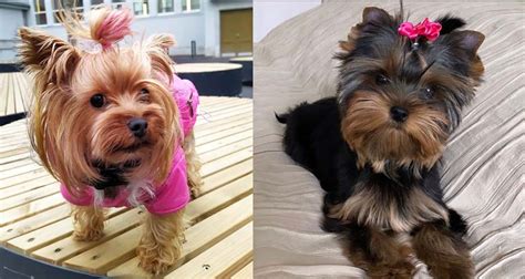 Bond With Your Yorkie: 7 Easy Ways