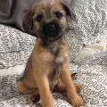 Border Terrier And Yorkie Mix