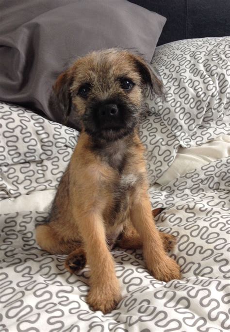 Border Terrier And Yorkie Mix