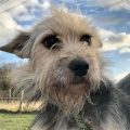 Border Terrier Cross Yorkie Puppies