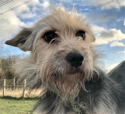 Border Terrier Cross Yorkie Puppies