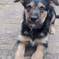 Border Terrier Mix With Yorkie