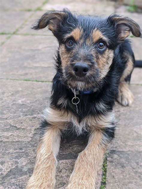 Border Terrier Mix With Yorkie