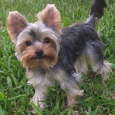 Breeders For Yorkies