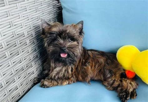 Brindle Yorkshire Terrier