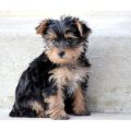 Brown And Black Yorkshire Terrier