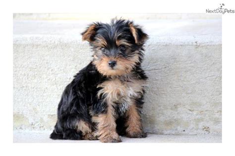 Brown And Black Yorkshire Terrier