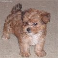 Brown Yorkie Poo Price