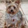 Brown Yorkie Puppies