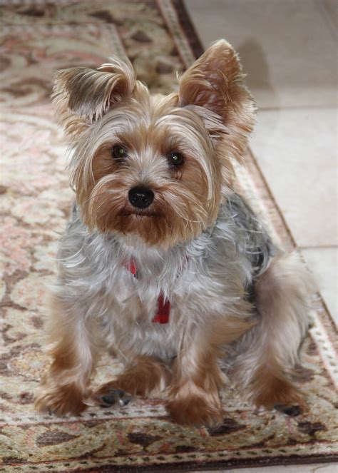 Brown Yorkie Puppies