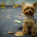 Brown Yorkshire Terrier