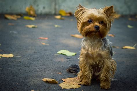 Brown Yorkshire Terrier