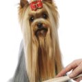 Brush For Yorkie Hair