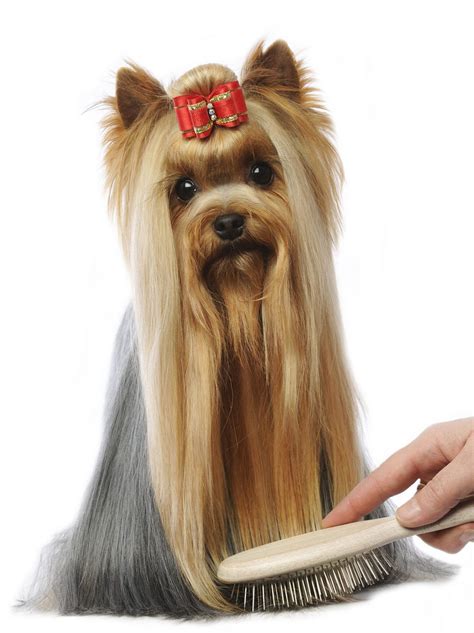 Brush For Yorkie Hair