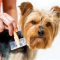 Brushing Yorkie Hair