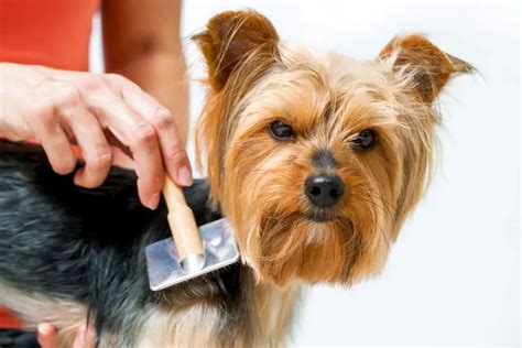 Brushing Yorkie Hair