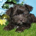 Buy A Yorkie Poo Puppy