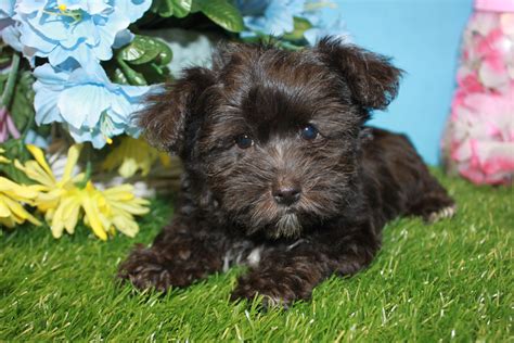 Buy A Yorkie Poo Puppy