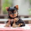 Buy A Yorkie Puppy