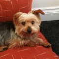 Buy Or Adopt Yorkshire Terrier