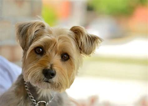 Cairn Terrier And Yorkshire Terrier Mix