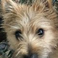 Cairn Terrier Mixed With Yorkie