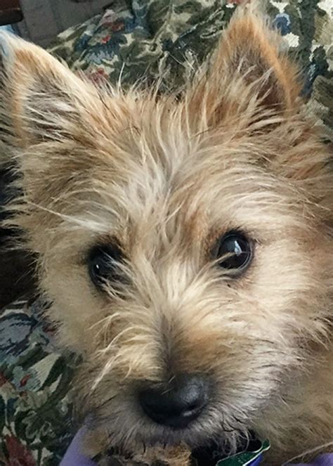 Cairn Terrier Mixed With Yorkie