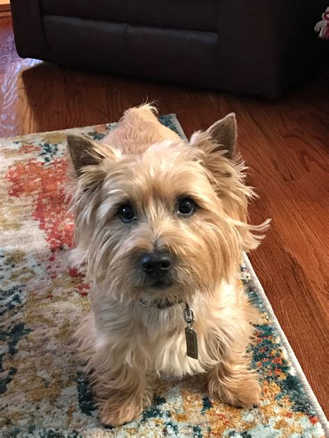 Cairn Yorkie