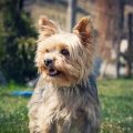 Can Yorkies Be Left Alone? Find Out!