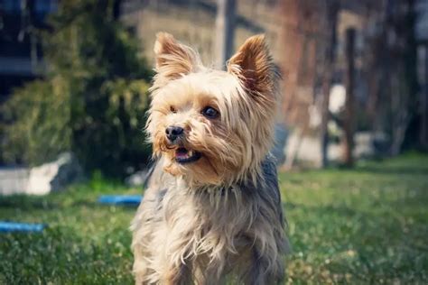 Can Yorkies Be Left Alone? Find Out!