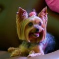 Can Yorkies Be Trained for Agility?