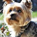 Can Yorkies Be Trained for Search Work?