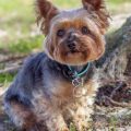 Can Yorkies Be Trained to Travel Calmly?