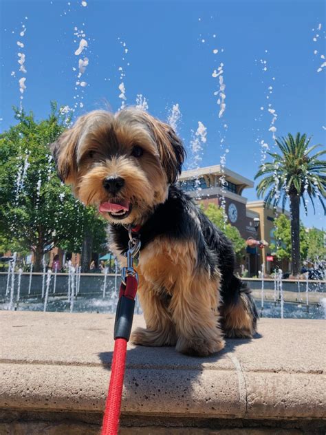 Can Yorkies Be Trained to Walk on Heels?