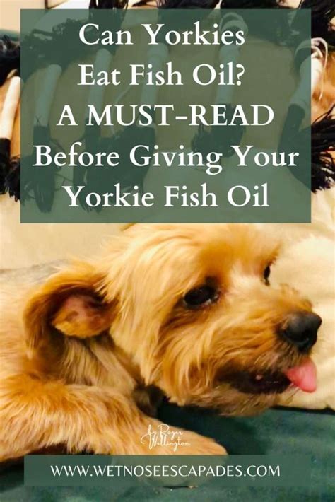 Can Yorkies Eat Fish?