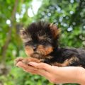 Can Yorkies Learn to Share Toys?