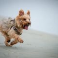 Can Yorkies Swim? Safety Guide