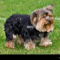 Can Yorkshire Terriers Drink Milk