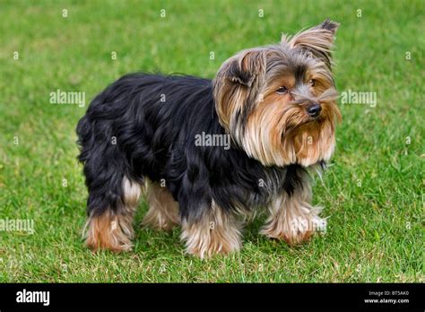 Can Yorkshire Terriers Drink Milk