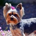 Can Yorkshire Terriers Sense Illness?