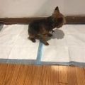 Can You Train Yorkies to Use a Pad?