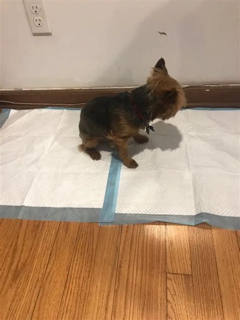 Can You Train Yorkies to Use a Pad?