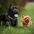 Cane Corso Yorkie Mix