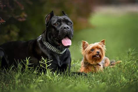 Cane Corso Yorkie Mix