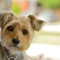 Carkie Cairn Terrier Yorkie Mix