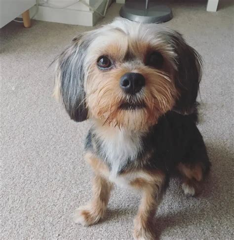 Cavalier King Charles Spaniel And Yorkie Mix