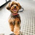 Cavalier Yorkie Poo Mix