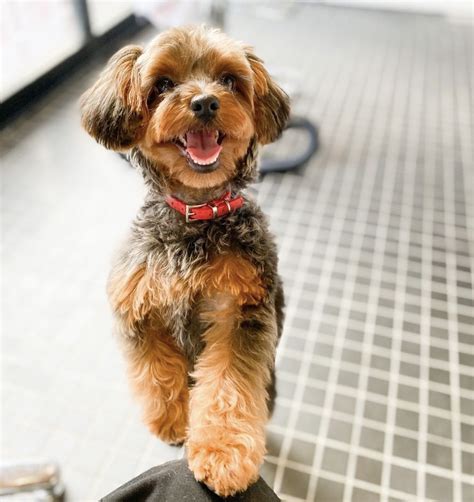 Cavalier Yorkie Poo Mix